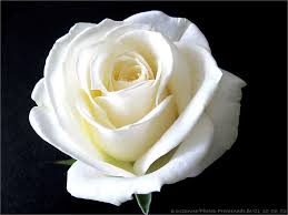 rose.jpg